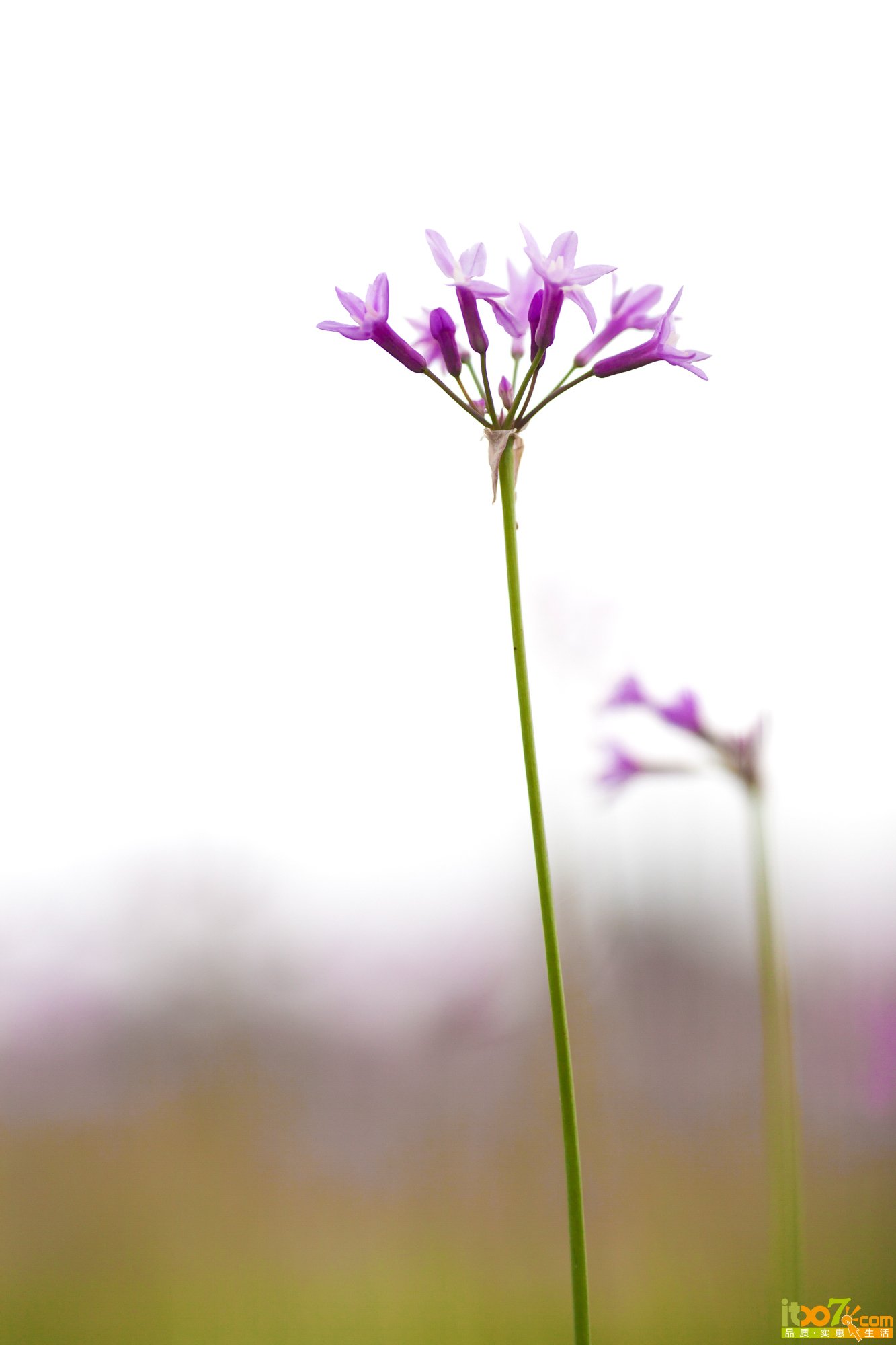 _MG_9339.jpg