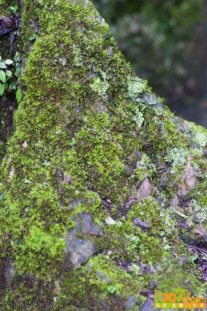 _DSC2065.jpg