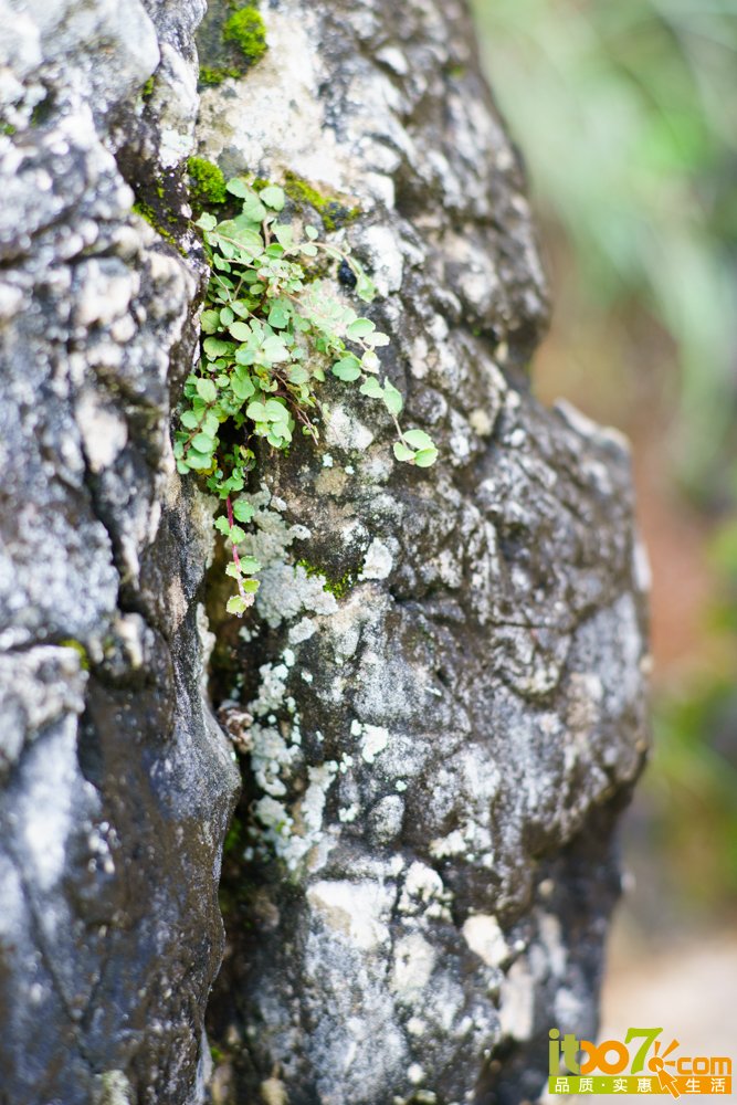 _DSC2078.jpg