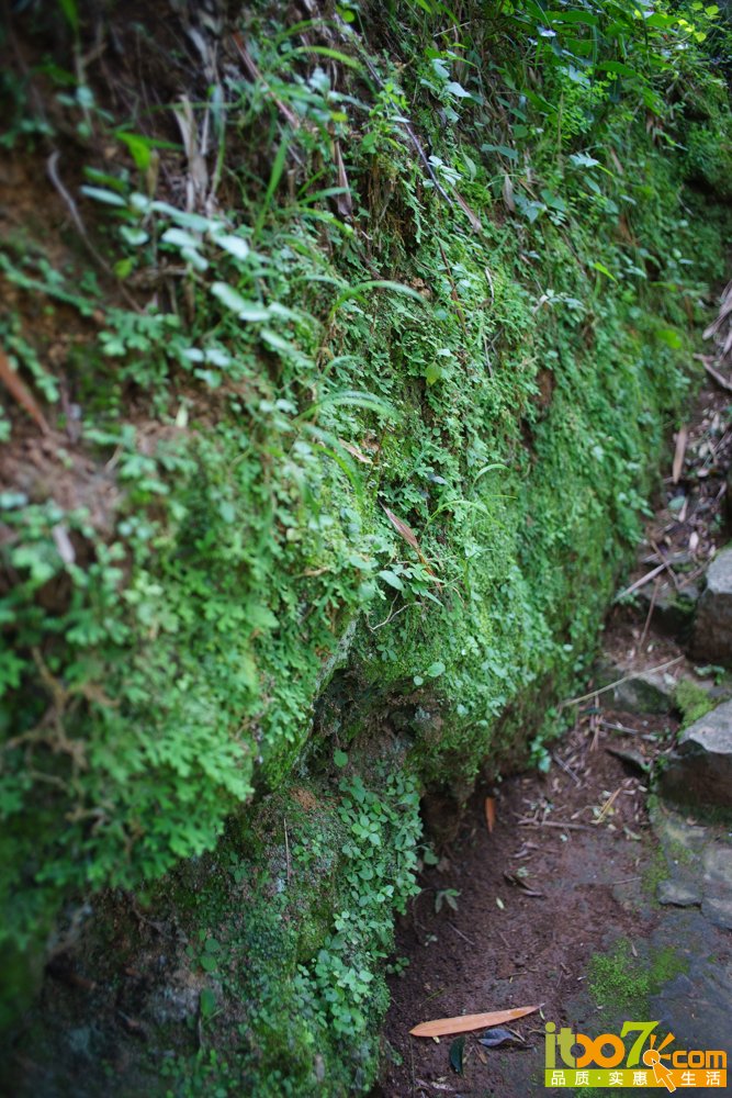 _DSC2218.jpg