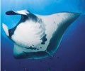 manta.jpg