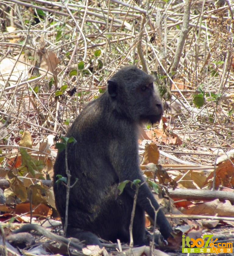 monkey03.jpg