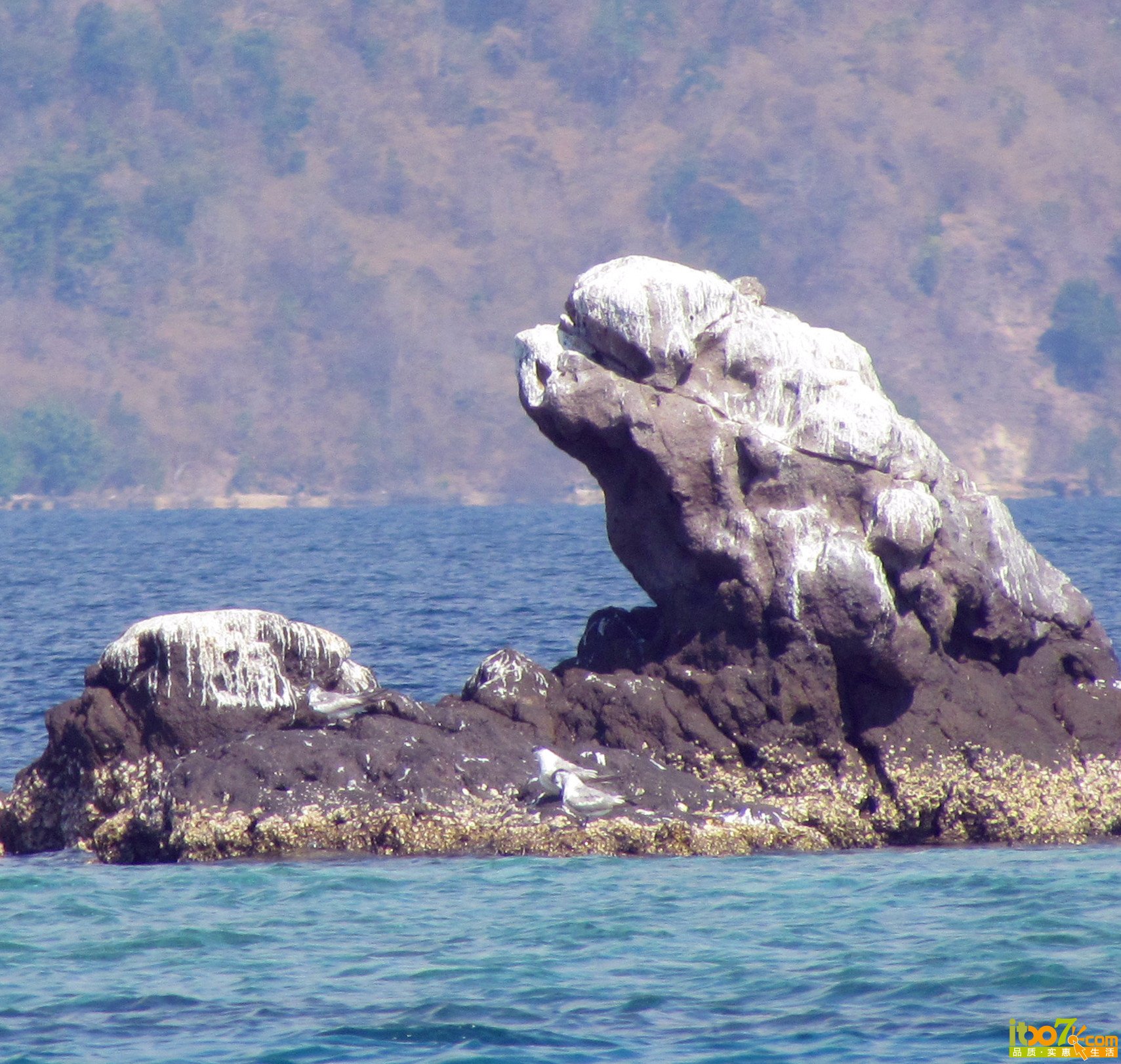 海豹石.jpg