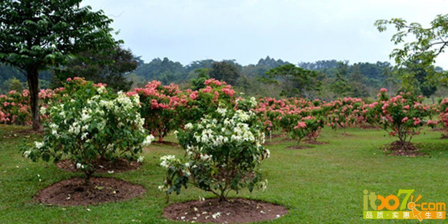 DSC_3991.jpg