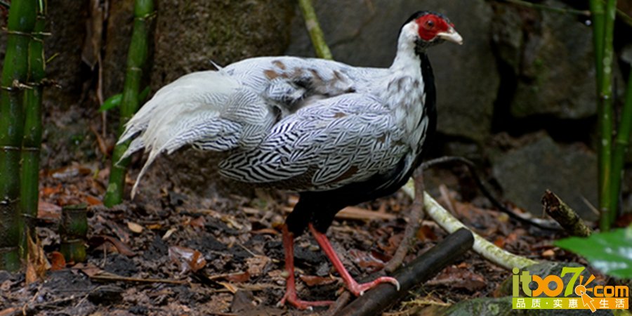 DSC_4170.jpg