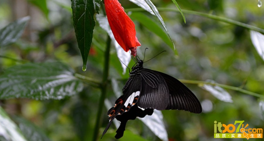 DSC_4172.jpg