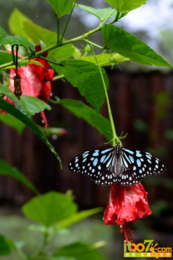 DSC_4184.jpg