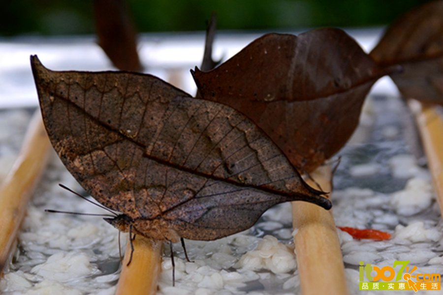 DSC_4189.jpg
