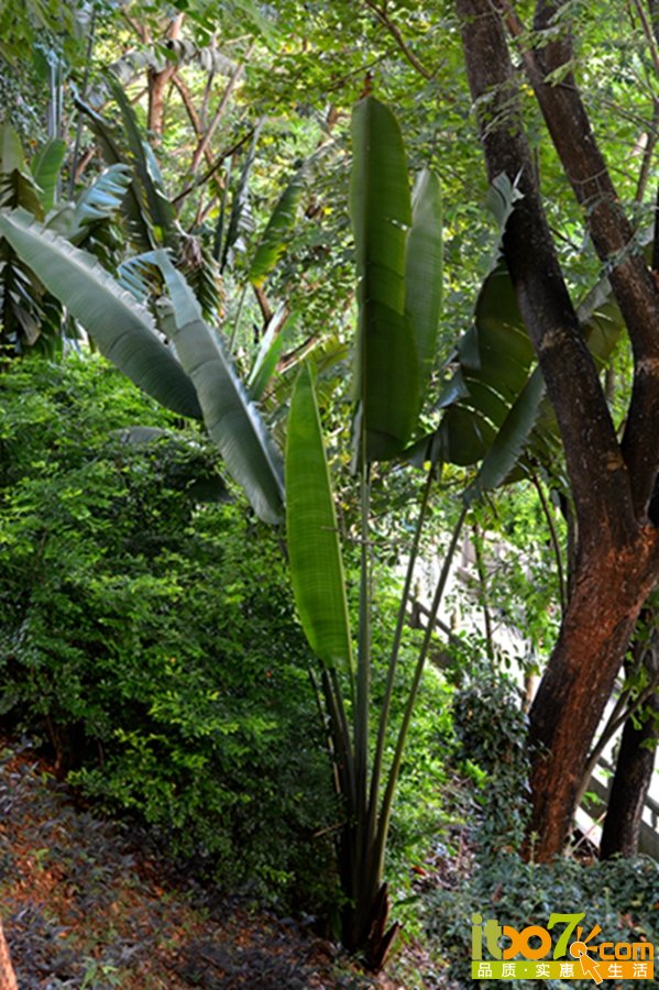 DSC_4275.jpg