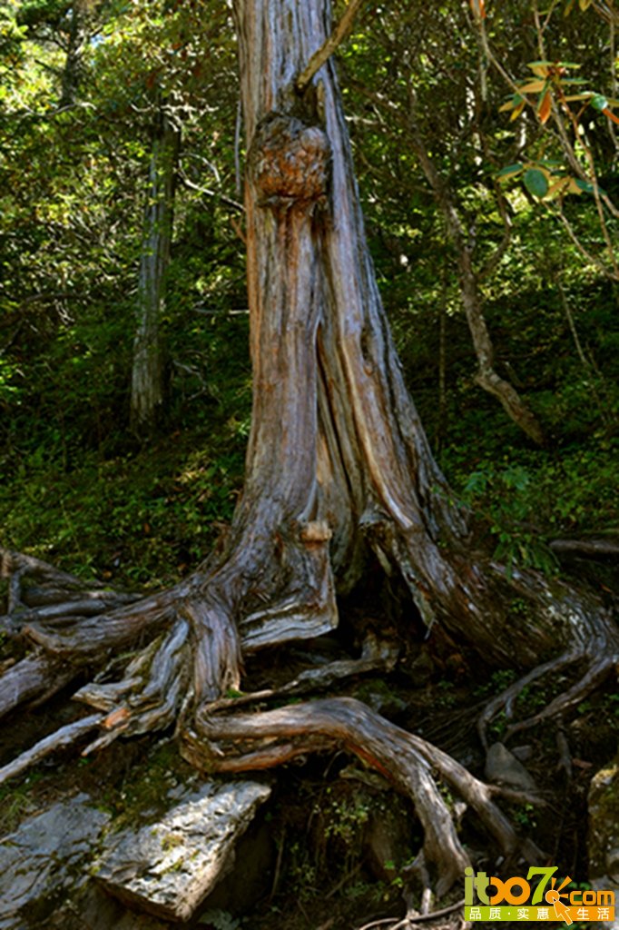 DSC_1785 - 副本 - 副本.jpg