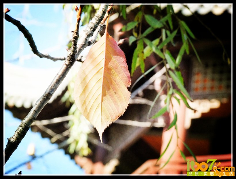 DSCF8560_副本.jpg