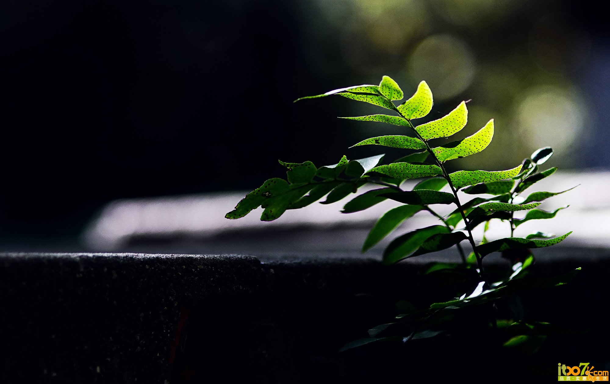 DSC04517小.jpg