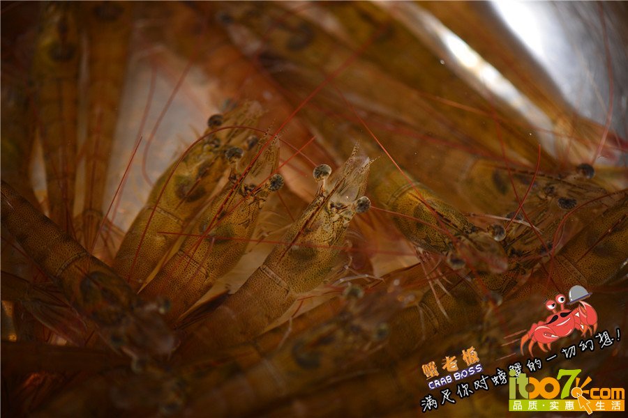 活虾2_副本.jpg