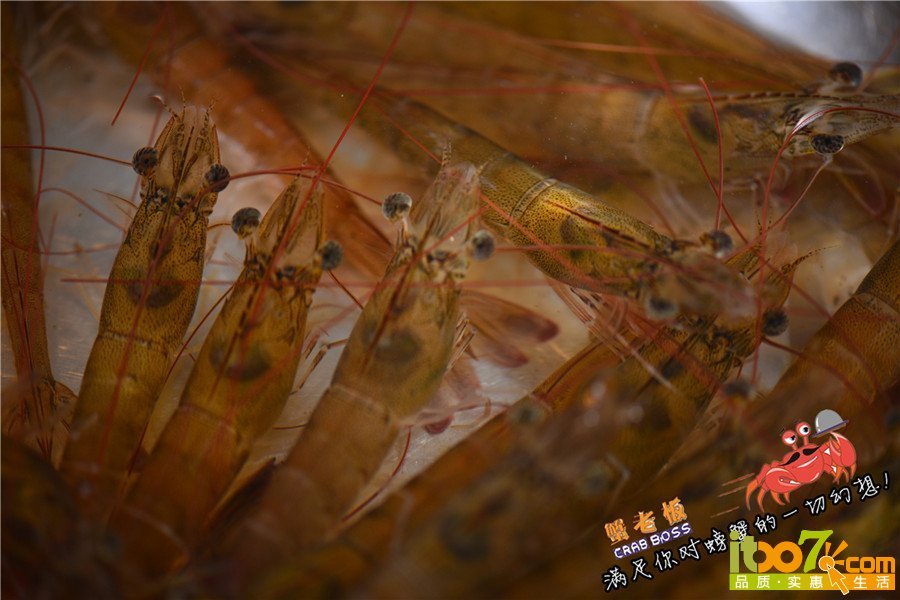 活虾4_副本.jpg