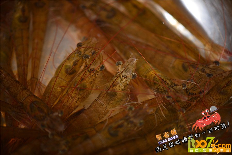 活虾2_副本.jpg