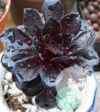 娉曞笀1_mh1421291162591.jpg
