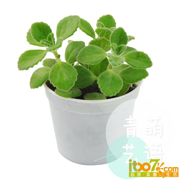纰扮?棣檁mh1421290866033.jpg