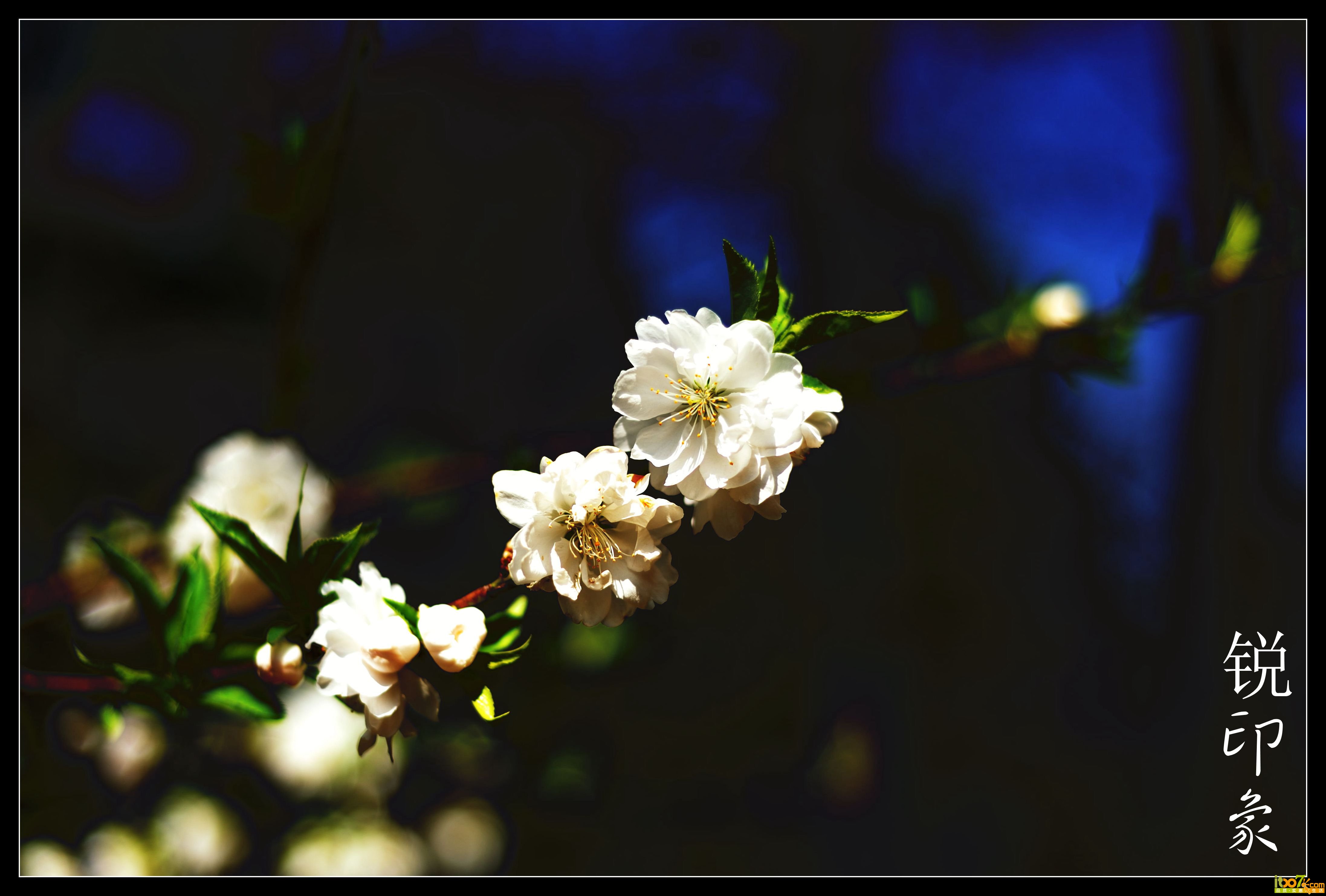 DSC_0251_鍓?湰.jpg