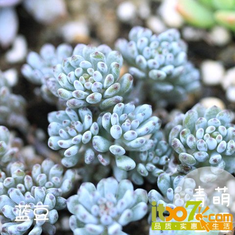 蓝豆_mh1425449014442.jpg