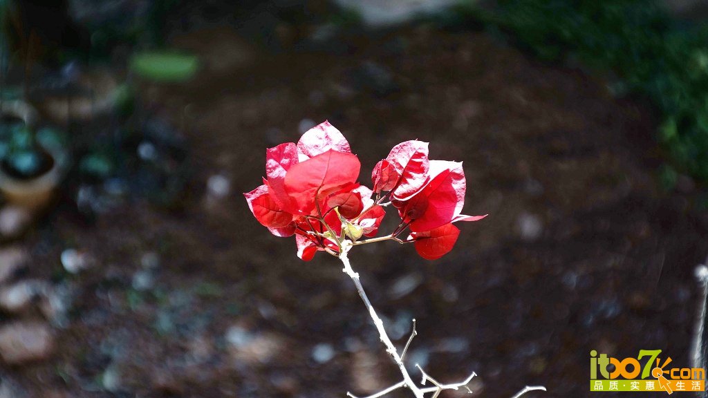 _DSC5011.jpg