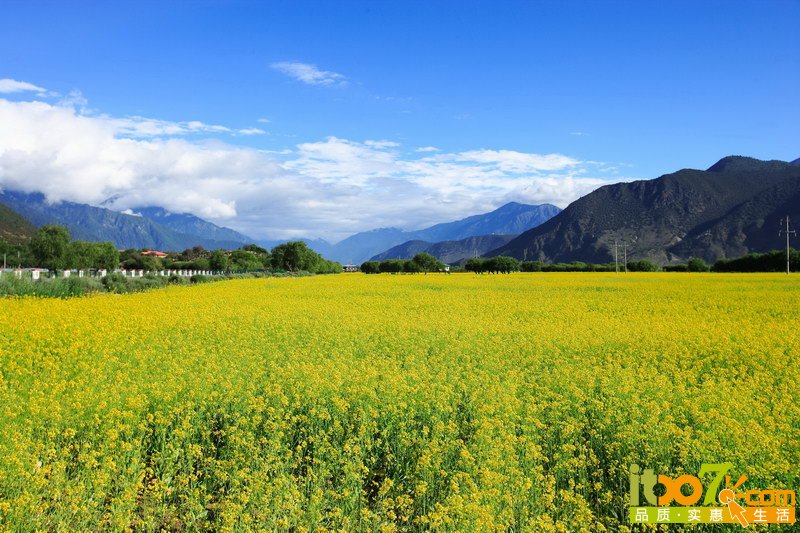 林芝地区的油菜花.jpg
