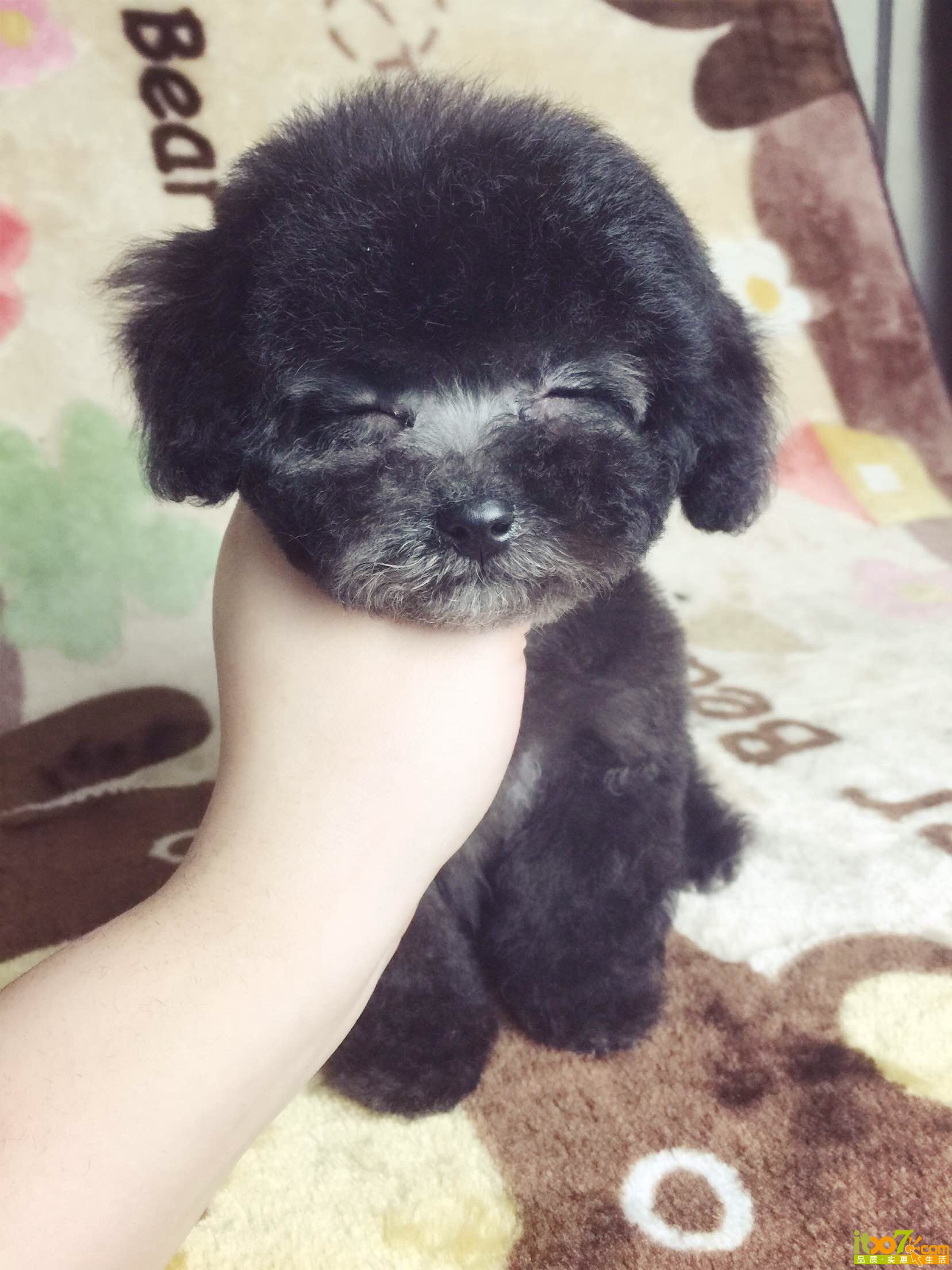 微小灰色 (5).JPG