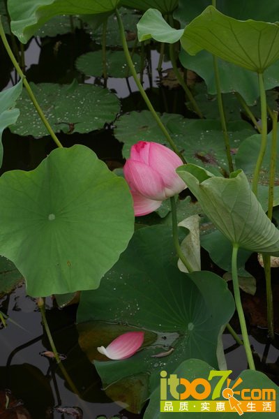 P1010287.JPG