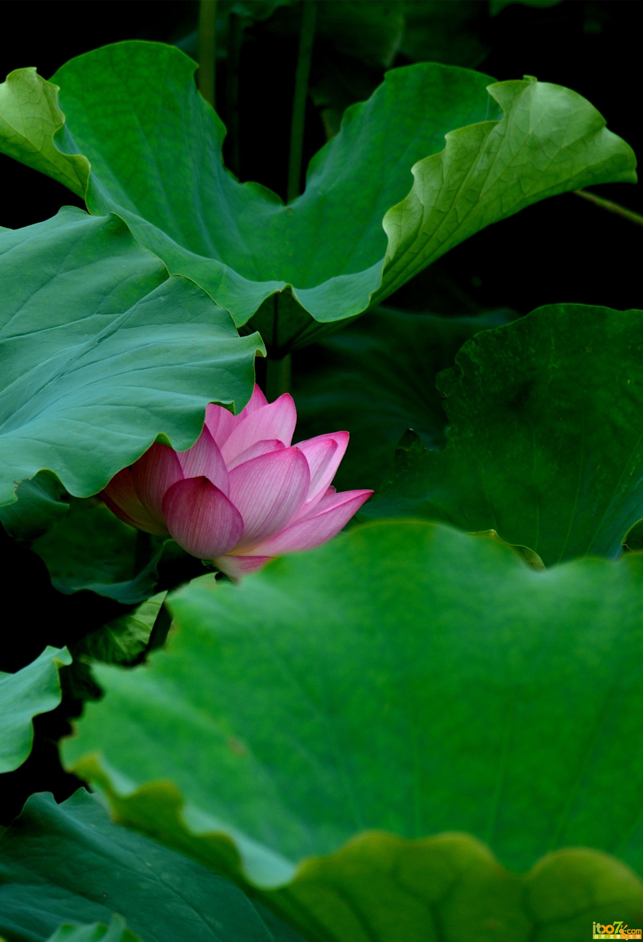 夏荷05.jpg