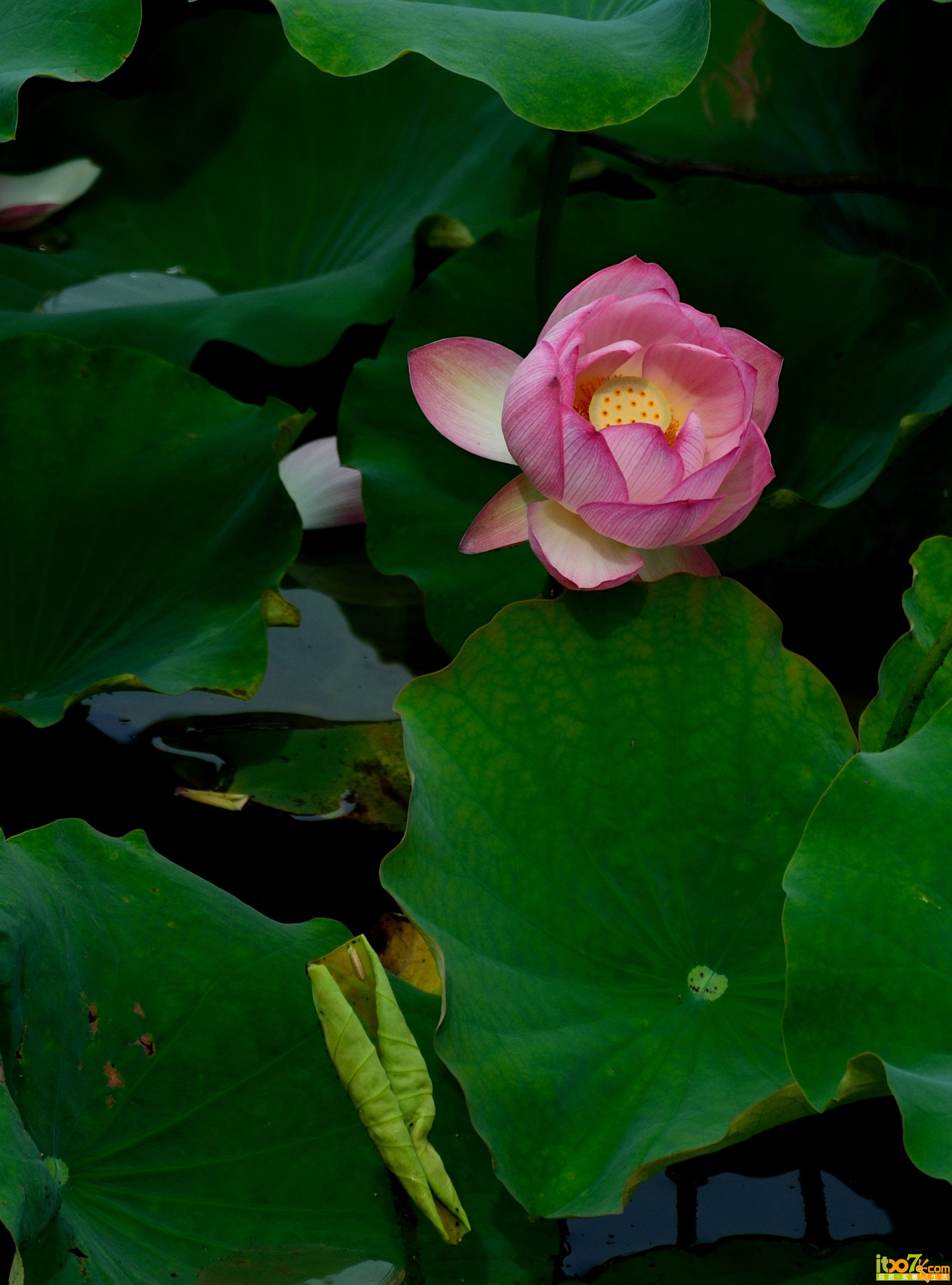 夏荷19.jpg