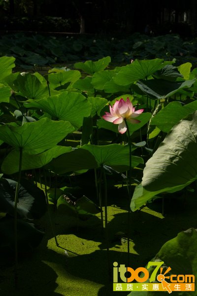 P1010720.jpg