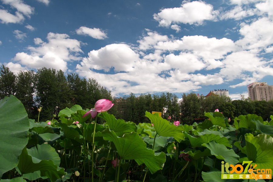 P1010724.jpg