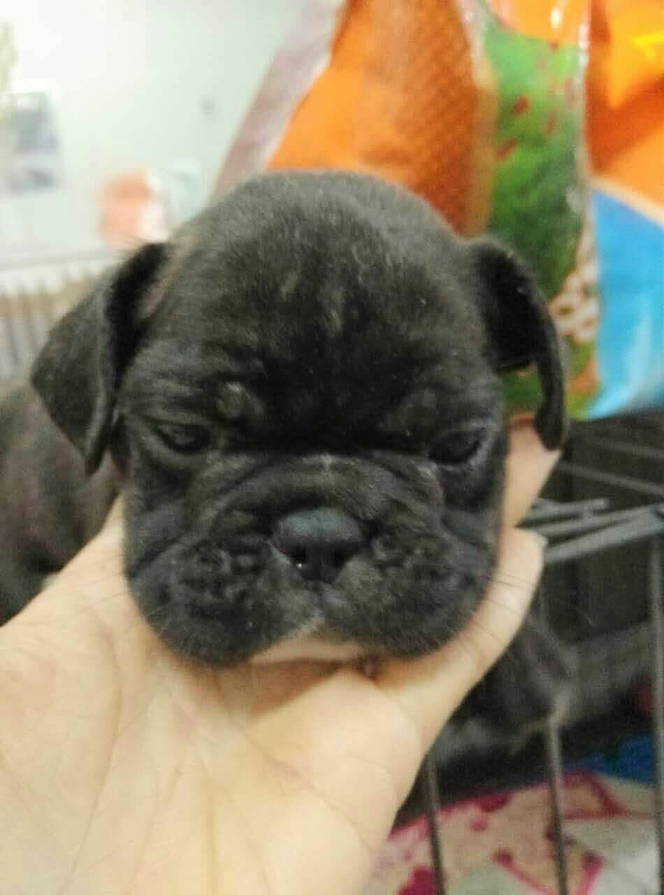 纯种法国斗牛犬