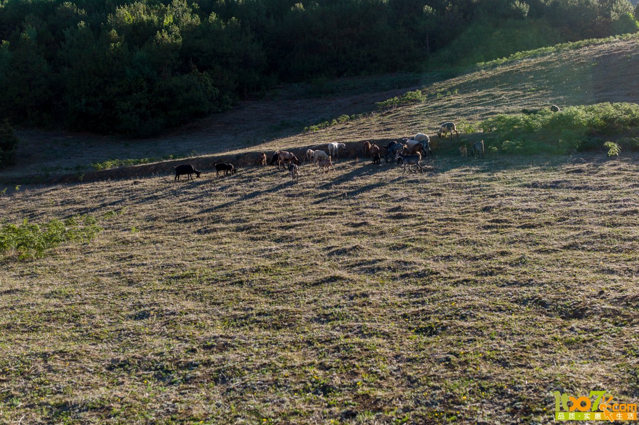 L1009880.jpg
