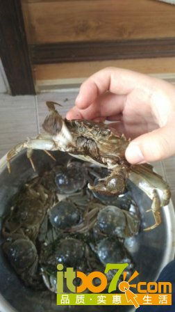 欢蹦乱跳的活