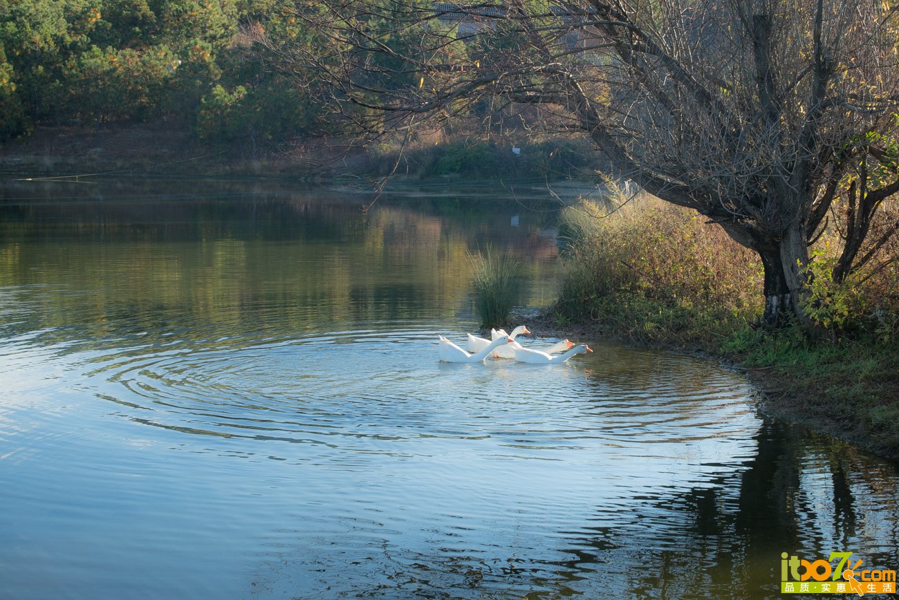 L1000313.jpg