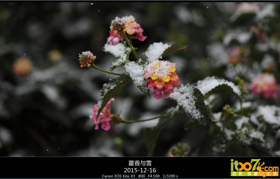 QQ截图20151217090649.png