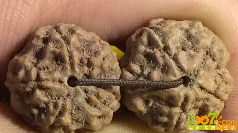 5瓣矮桩连肉纹金刚菩提13颗手串 100元起拍 (1).jpg