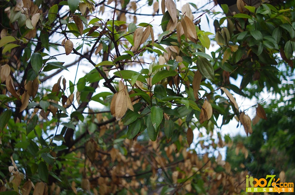 IMGP6082.JPG