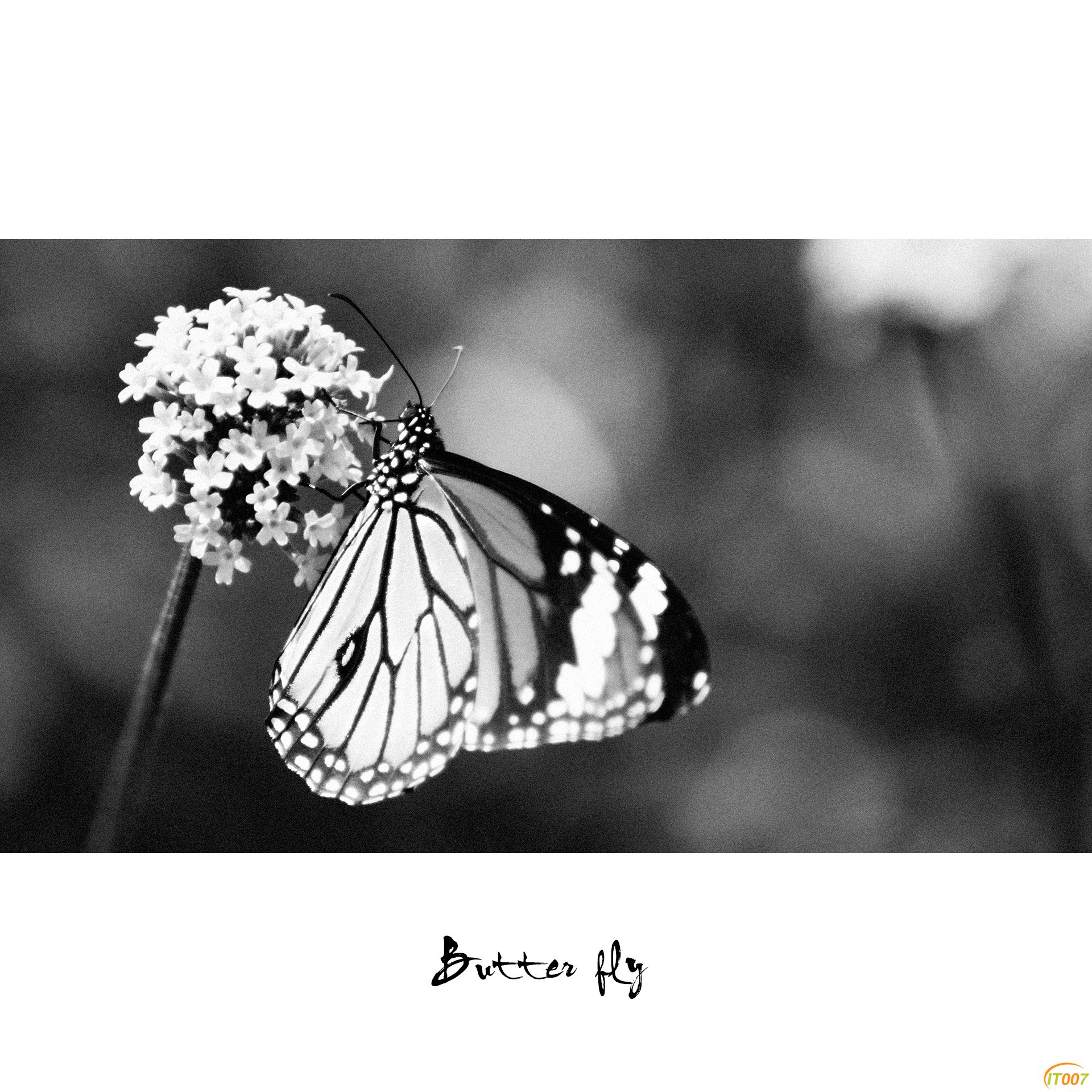 Black&White-2.jpg