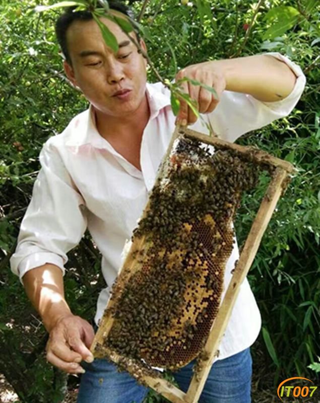 菜蜜中