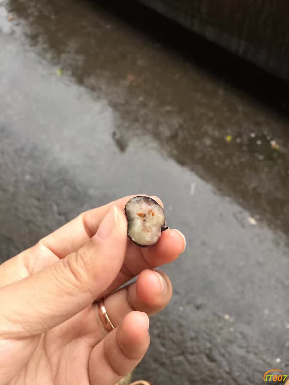 智利原装进口蓝莓 240一件 12盒 (5).jpg
