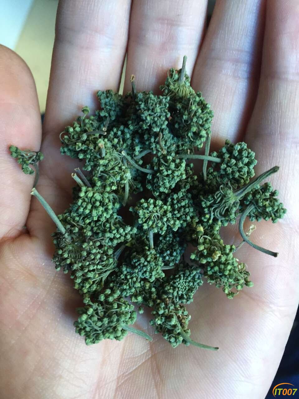 手捧三七花.jpg
