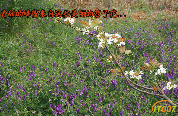 苕子手机详情_04.gif