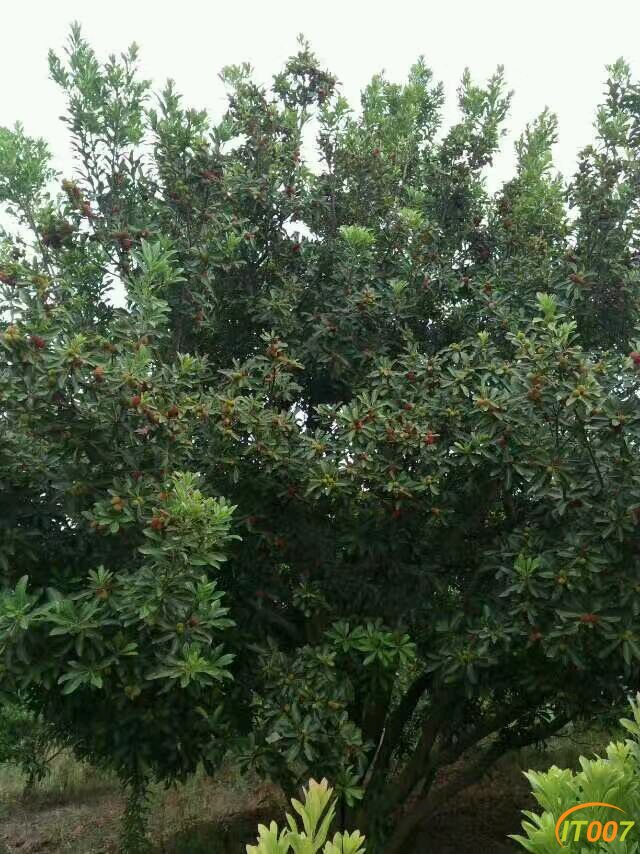20170609141809_593a3da176224.jpg