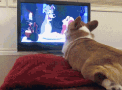 2erwer.gif