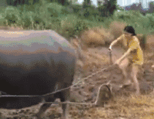 13.gif