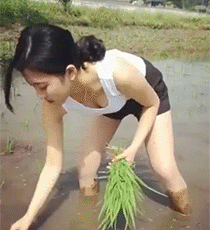 14.gif