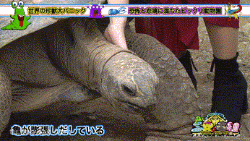 8.gif