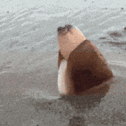 c9453427416fb75146c55f83c2bb80ae.gif