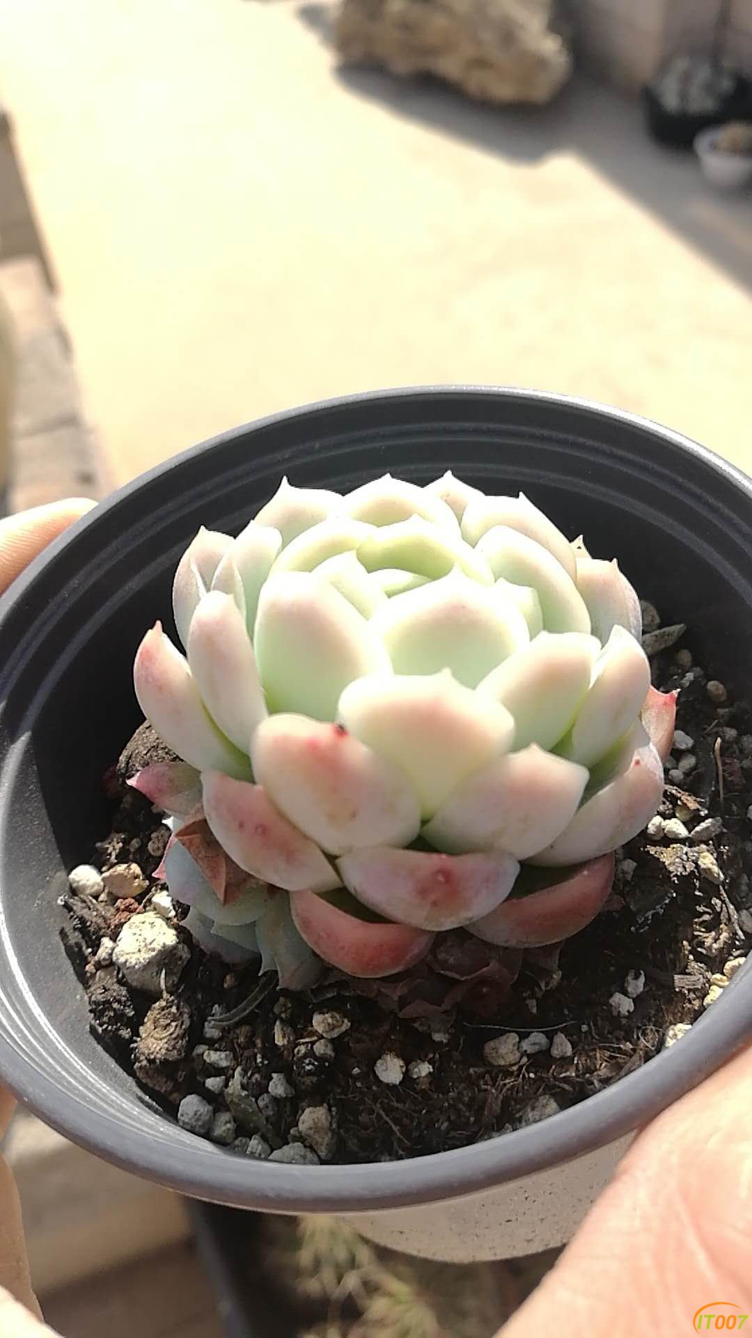 贝瑞
